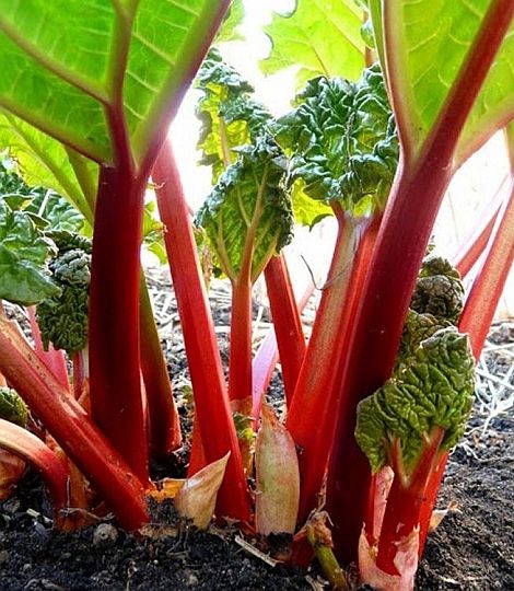 Rheum rhabarbarum 'Victoria'